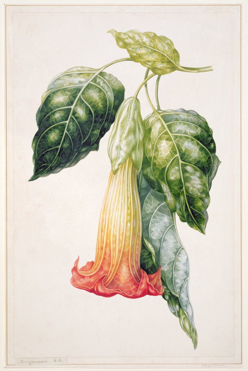 Stechapfelblume aus Ecuador, Datura rosei von Augusta Innes Withers