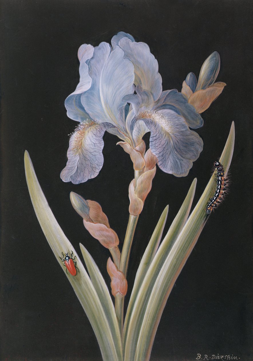 Iris germanica mit Raupe und Käfer von Barbara Regina Dietzsch