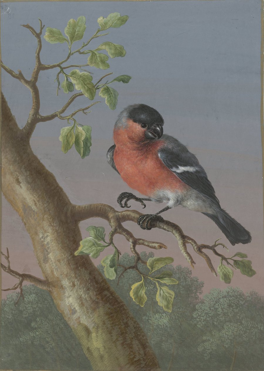 Gimpel Vier Gouachen von Vögeln (Serientitel) von Barbara Regina Dietzsch