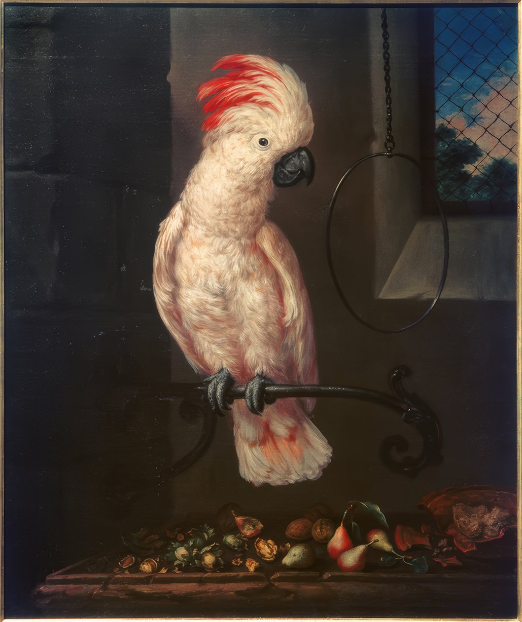 Weißer Papagei von Bartolomeo Bimbi