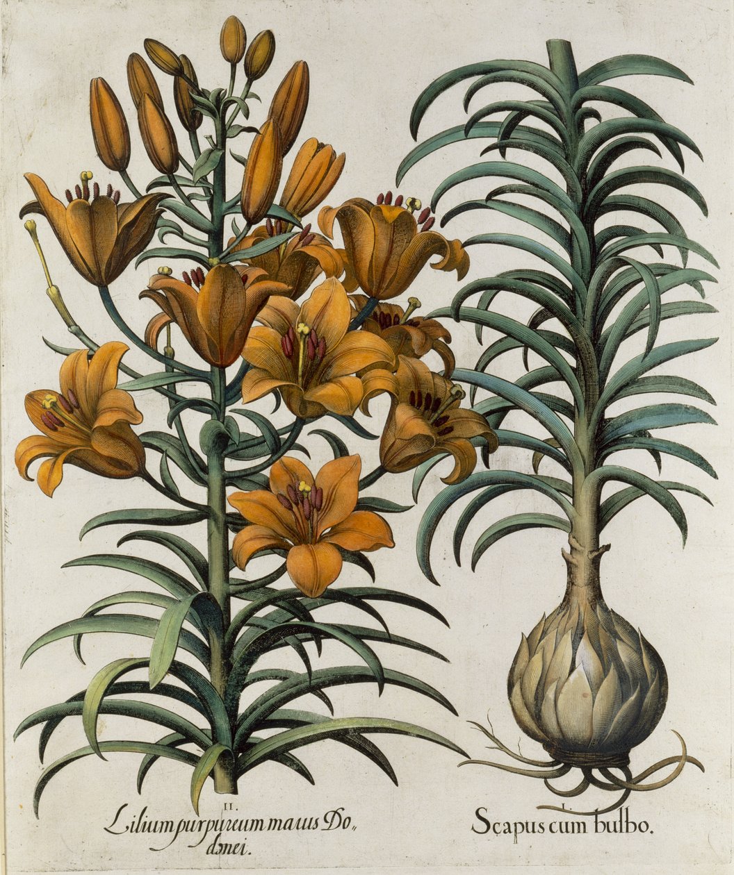 Lilium purpureum mauis Do danei und Scapus cum bulbo, graviert von der deutschen Schule, 1713 von Basilius Besler