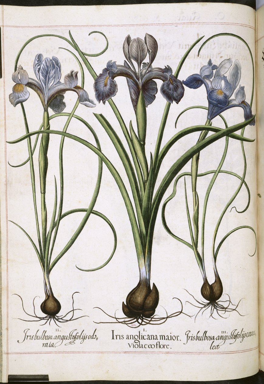 Iris, aus 