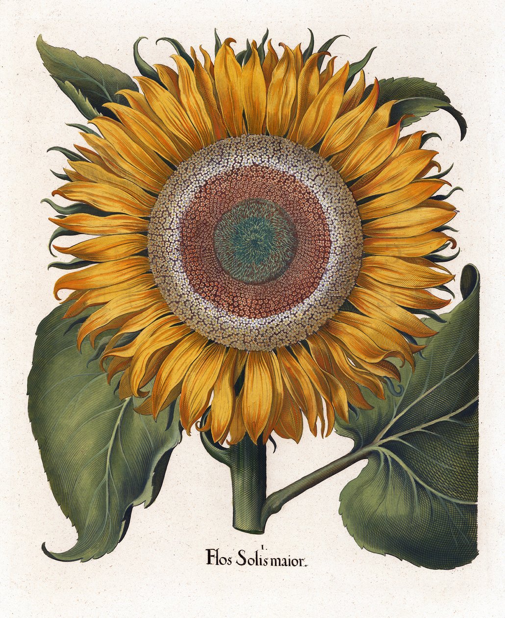 Die Gemeine Sonnenblume, Flos Solis Maior von Basilius Besler