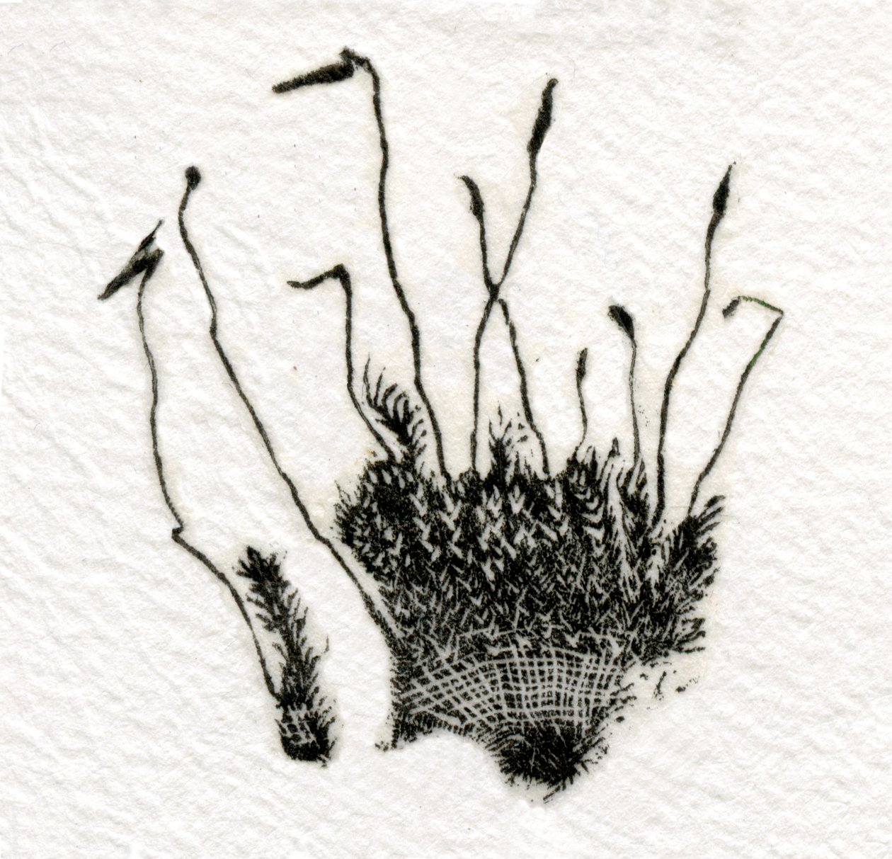 Knospendes Moos, 2014 von Bella Larsson