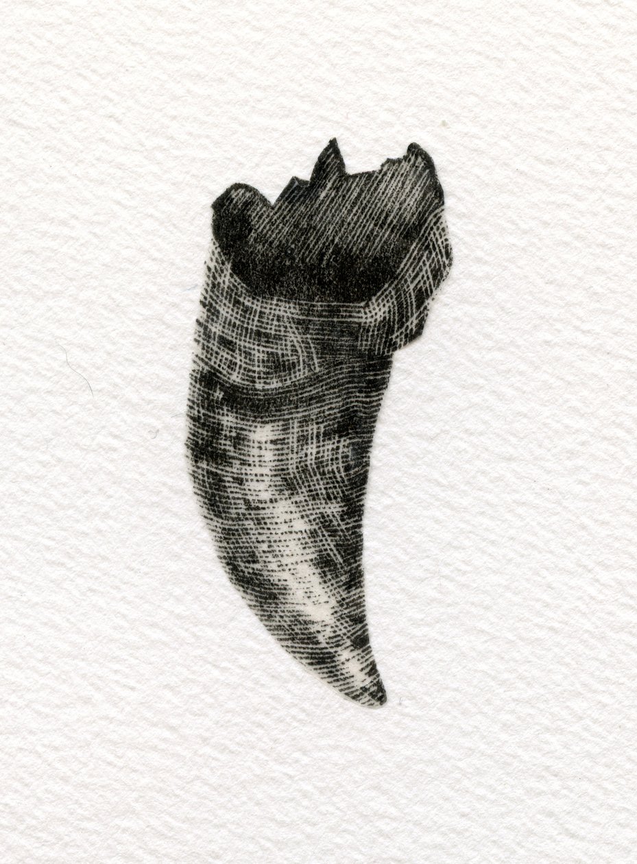 Katzenzahn, 2014 von Bella Larsson