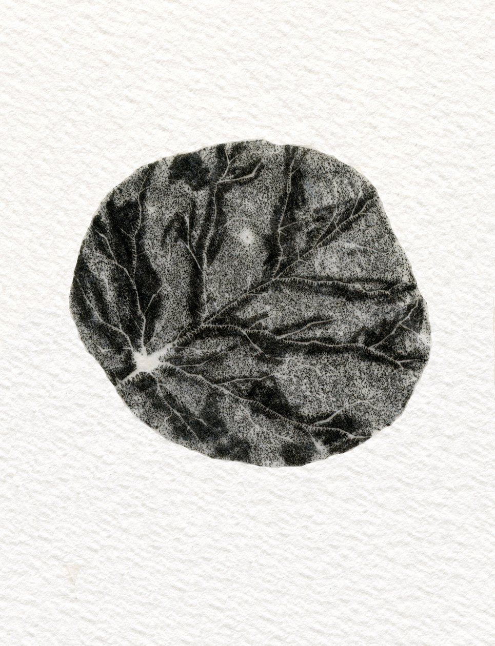 Blatt, 2014 von Bella Larsson