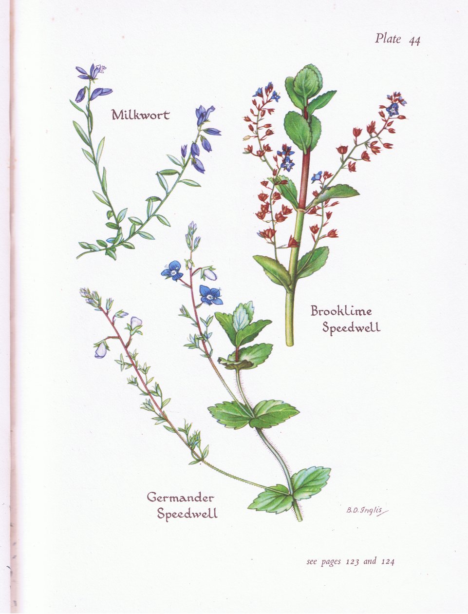 Milzkraut, Bachbunge, Ehrenpreis, Gamander-Ehrenpreis von Bessie D. Inglis