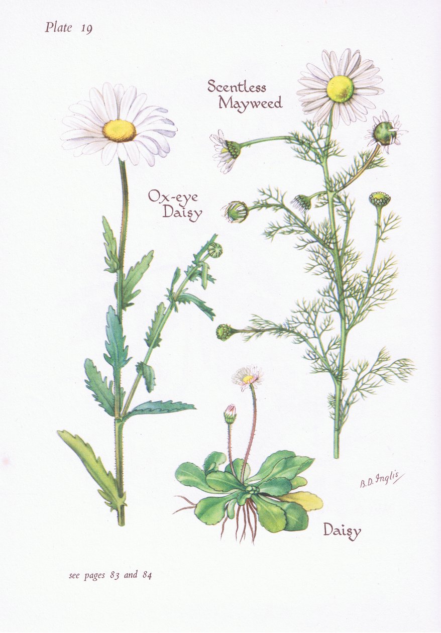 Geruchlose Kamille, Gänseblümchen, Margerite von Bessie D. Inglis