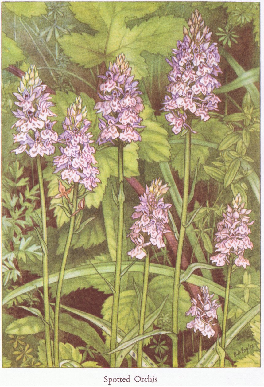 Geflecktes Knabenkraut, 1951 von Bessie D. Inglis