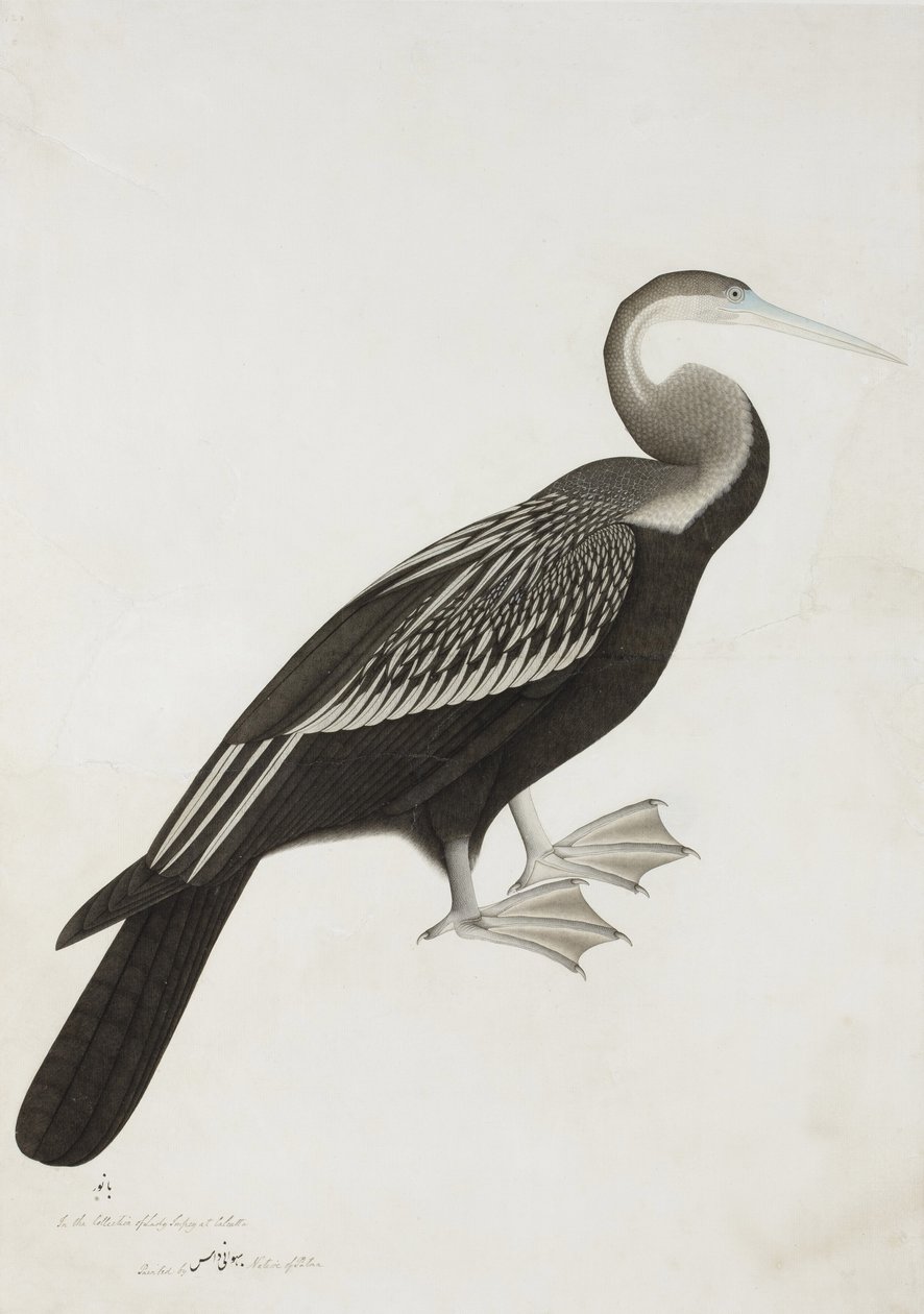 Der Indische Schlangenhalsvogel (Anhinga melanogaster), ca. 1780 von Bhawani Das