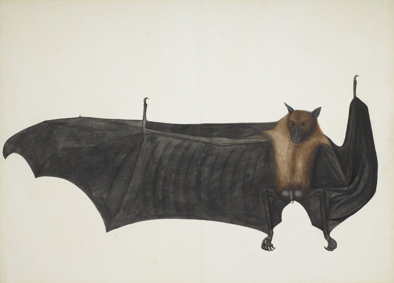 Große Indische Flughund, ca. 1777-82 von Bhawani Das
