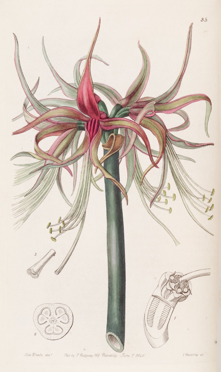Hippeastrum cybister von Botanical Register