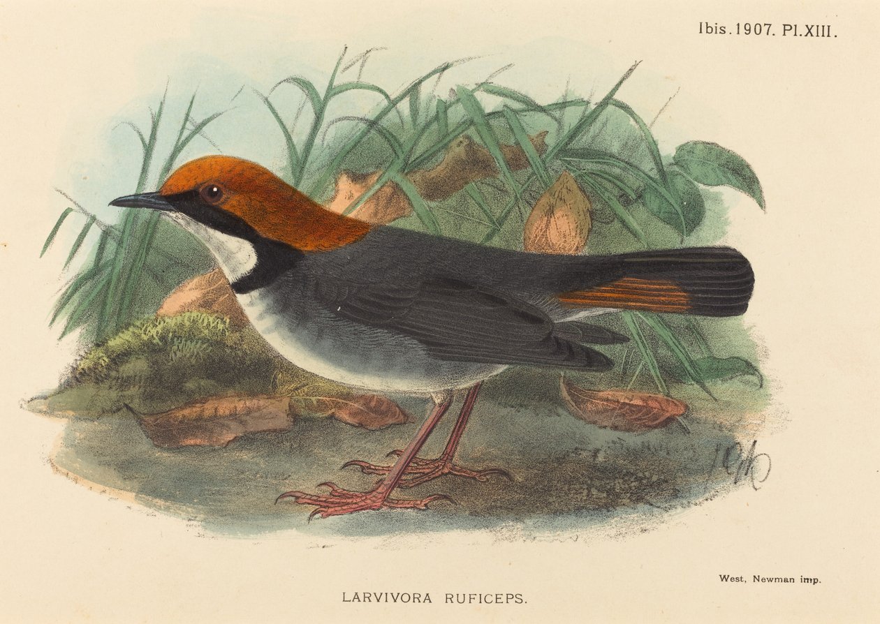 Vogel (Larvivora Ruficeps) von British 19th Century
