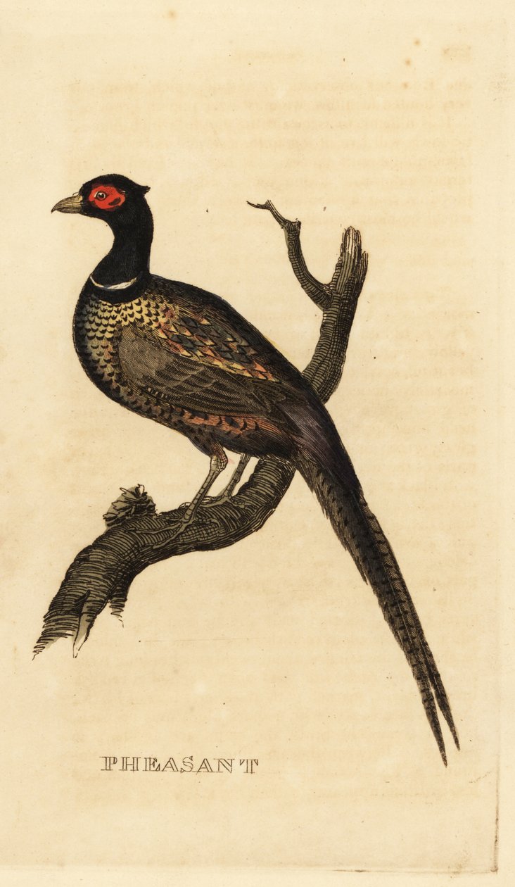 Fasan, Phasianus colchicus von British School