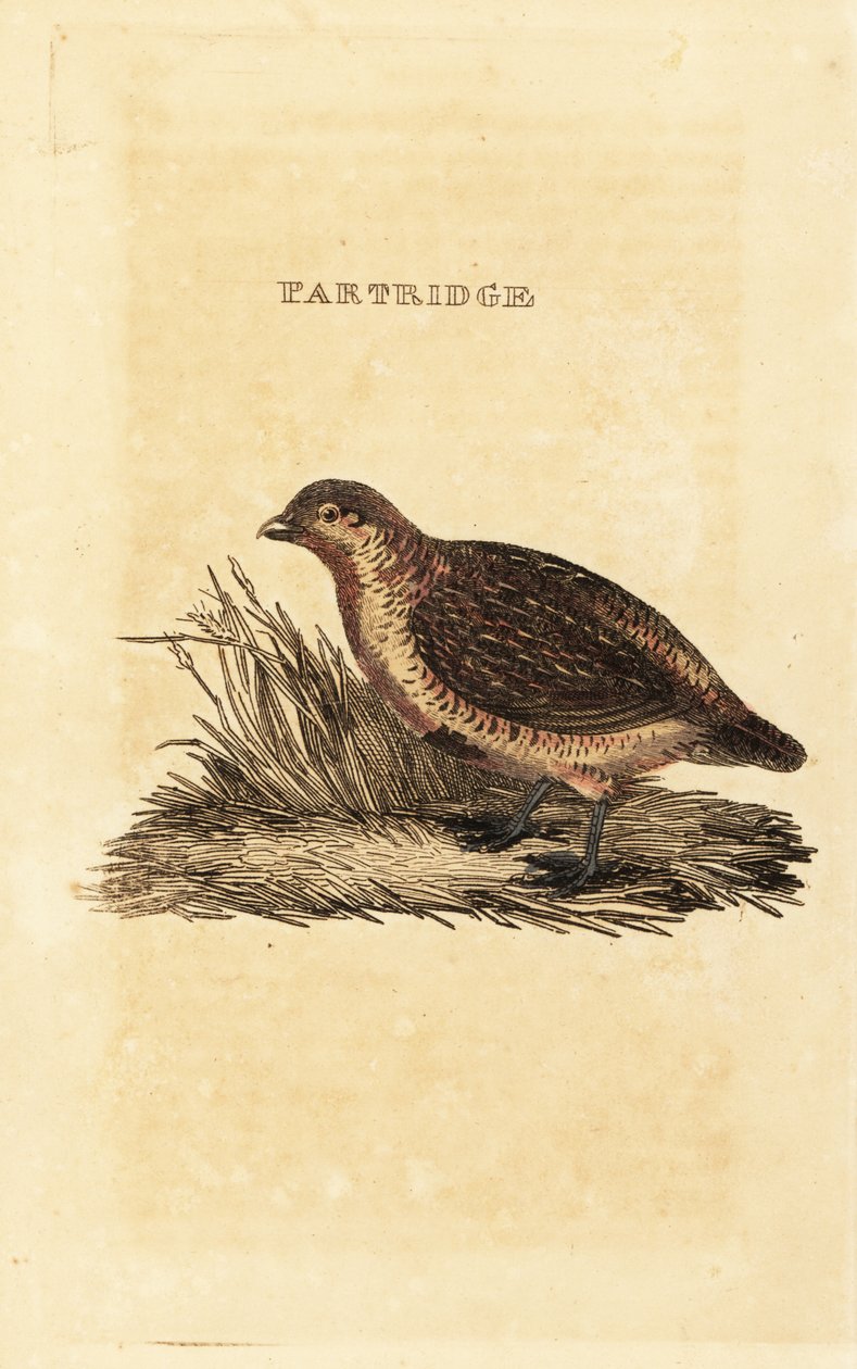 Rebhuhn, Perdix perdix von British School