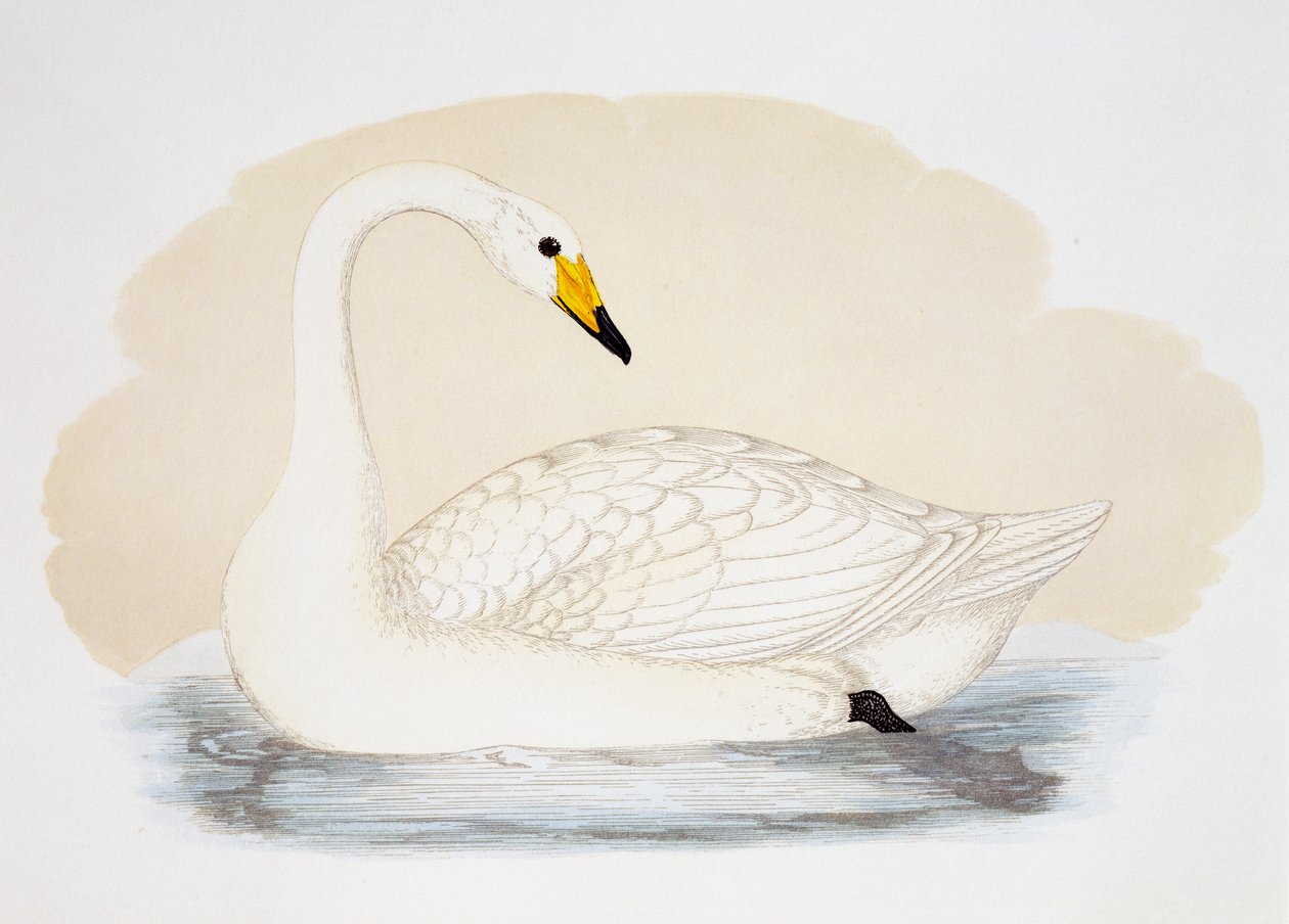 Wilder Schwan (Cygnus cygnus), Gravur, Vereinigtes Königreich von British School