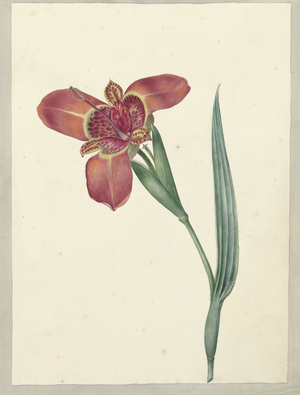 Blume mit dem Namen Ferraria Tigrina von C.J. Kruimel