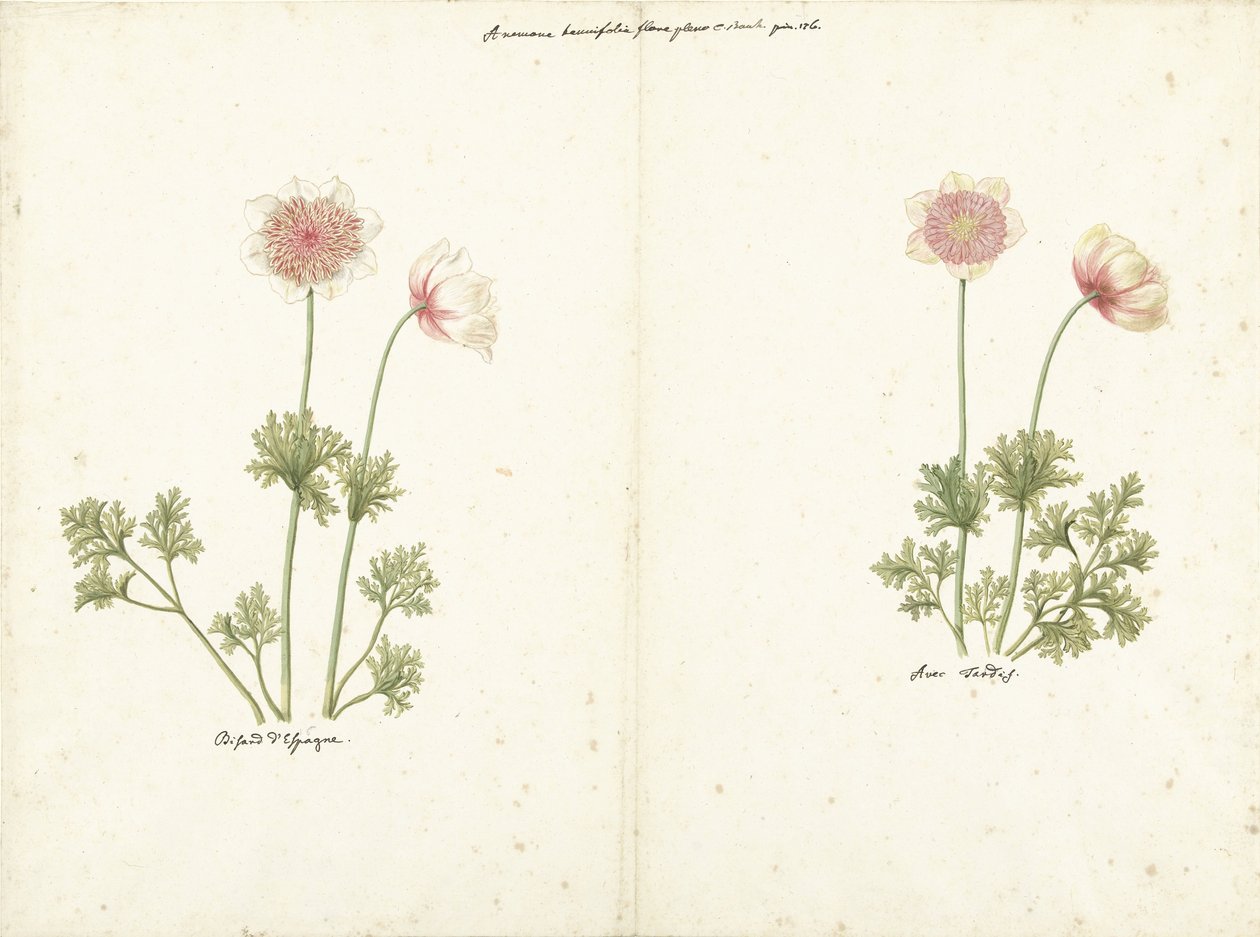 Zwei Studien von Anemonen von C. Baak