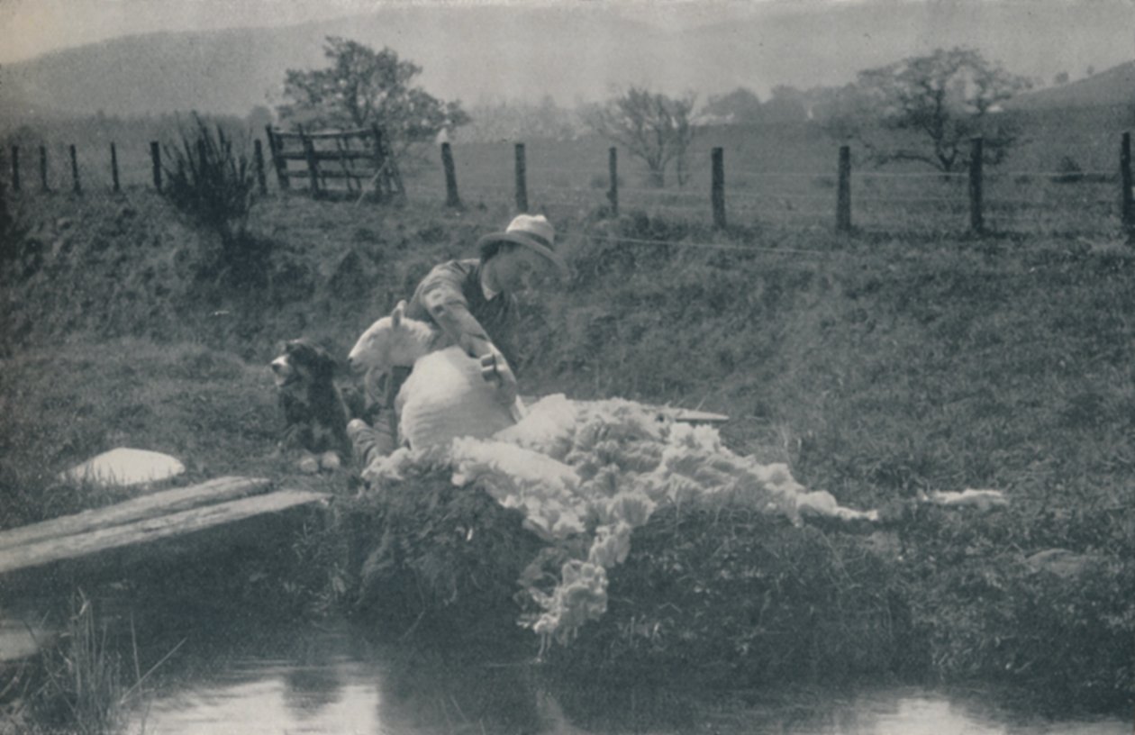 Schafschur, 1910 von C. Reid