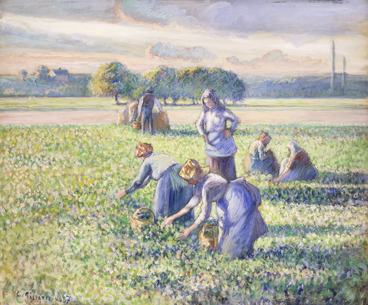 Die Ernte der Erbsen, 1887 von Camille Jacob Pissarro