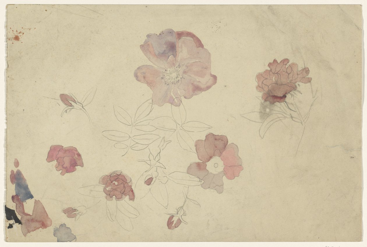 Blumenstudien in Lila und Rosa von Carel Adolph Lion Cachet