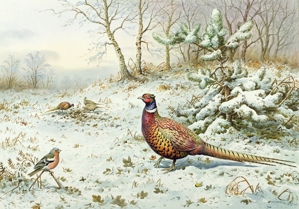 Fasan und Buchfink von Carl Donner