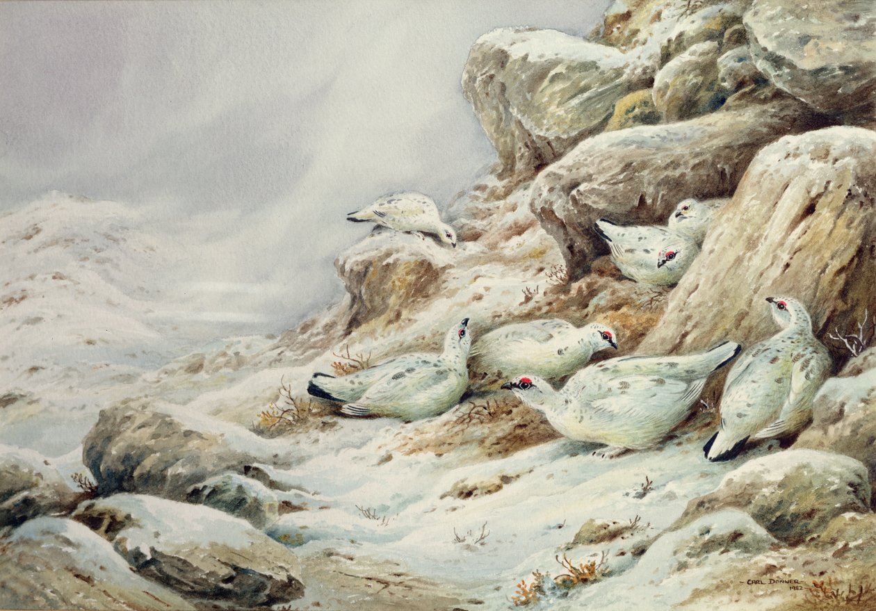 Schneehuhn in schneebedeckter Landschaft von Carl Donner