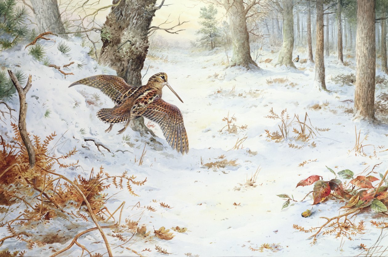 Schnepfe in bewaldeter Landschaft von Carl Donner