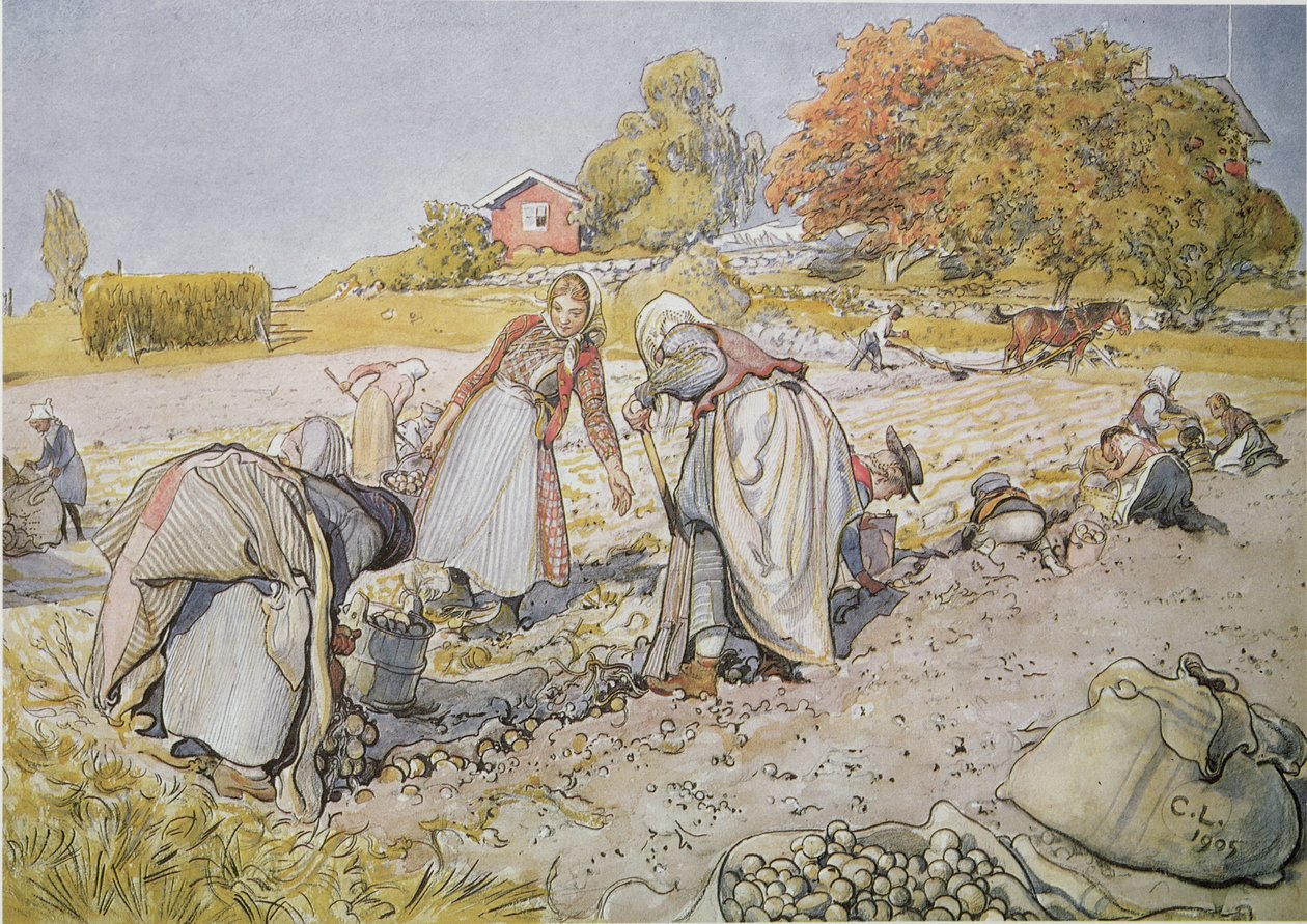 Kartoffeln ernten von Carl Larsson