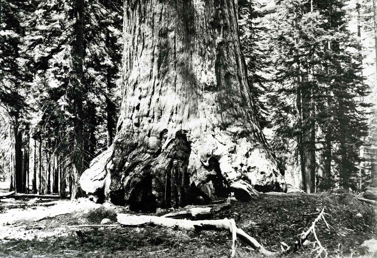 Basis des Grizzly-Riesen, ca. 1860er Jahre von Carleton E. Watkins