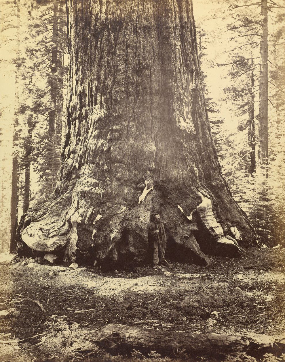 [Abschnitt des Grizzly-Riesen] von Carleton Watkins