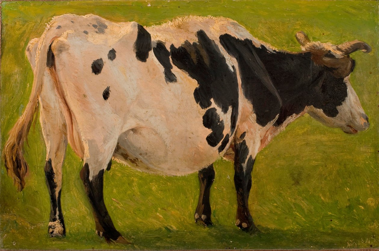 Schwarz-weiße Kuh stehend. Studie. von Carlo Dalgas