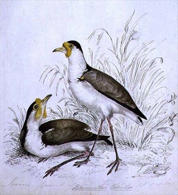Sandpiper, 19. Jahrhundert von Caroline Louisa Atkinson