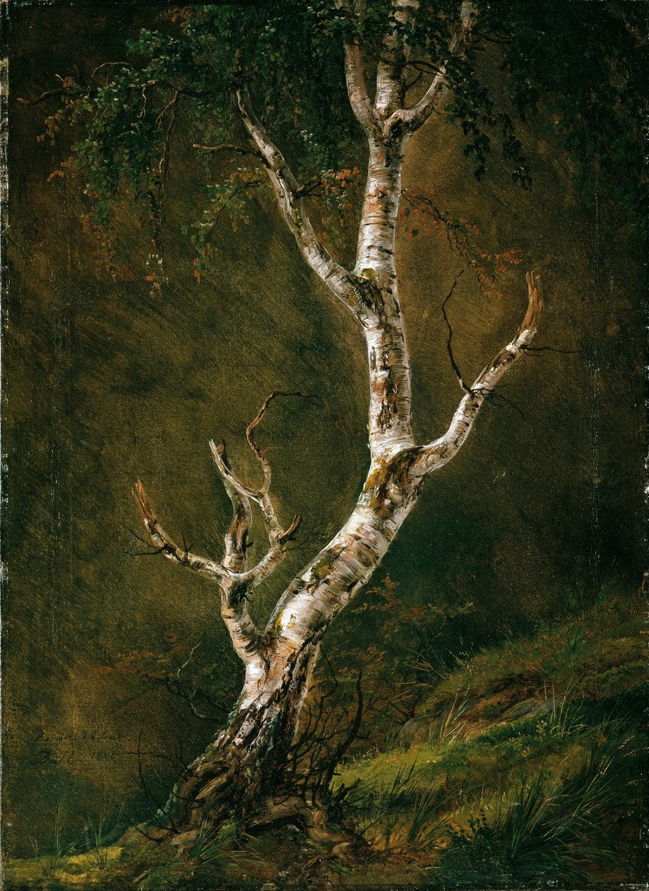 Studie einer Birke von Caspar David Friedrich