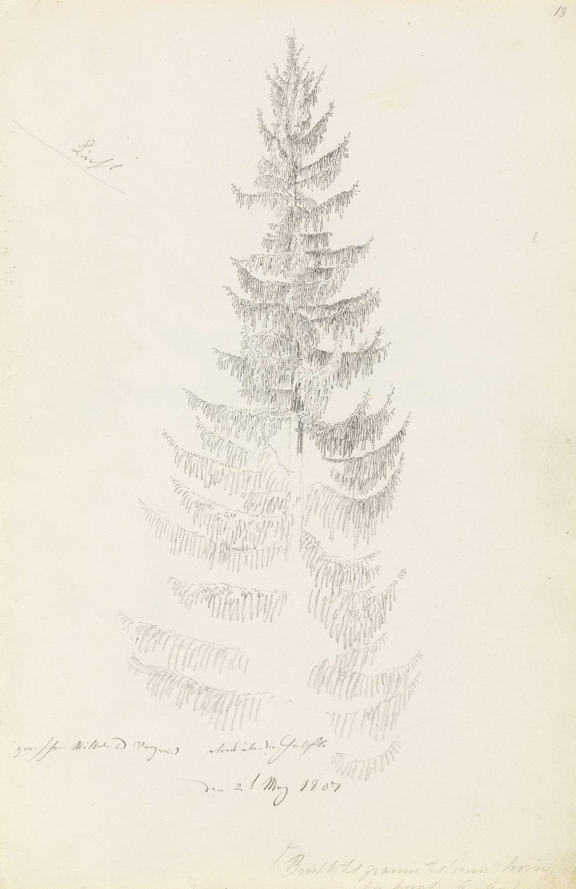 Fichte von Caspar David Friedrich