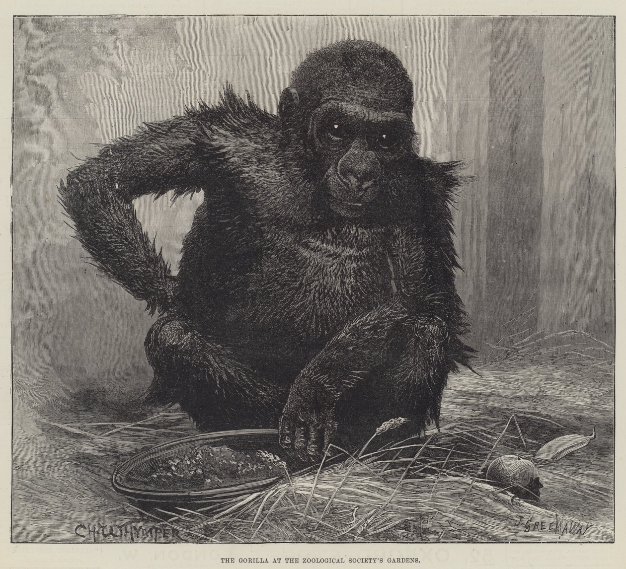 Der Gorilla in den Gärten der Zoologischen Gesellschaft von Charles Whymper