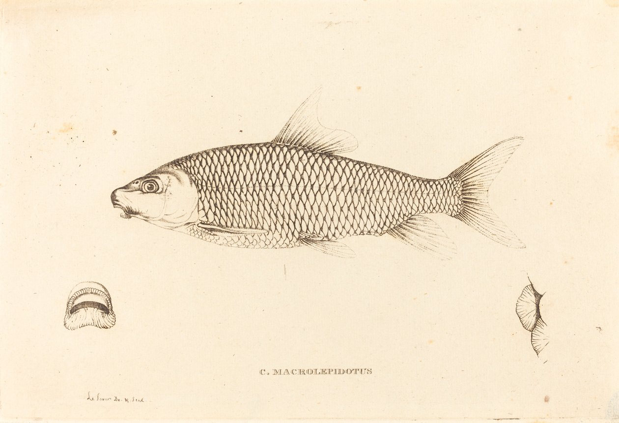 C. Macrolepidotus von Charles Alexandre Lesueur