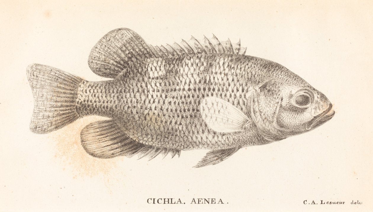 Cichla, Aenea von Charles Alexandre Lesueur