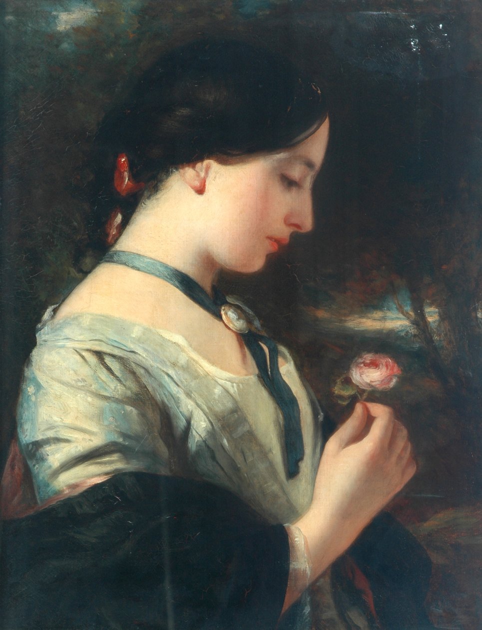 Eine englische Rose von Charles Baxter