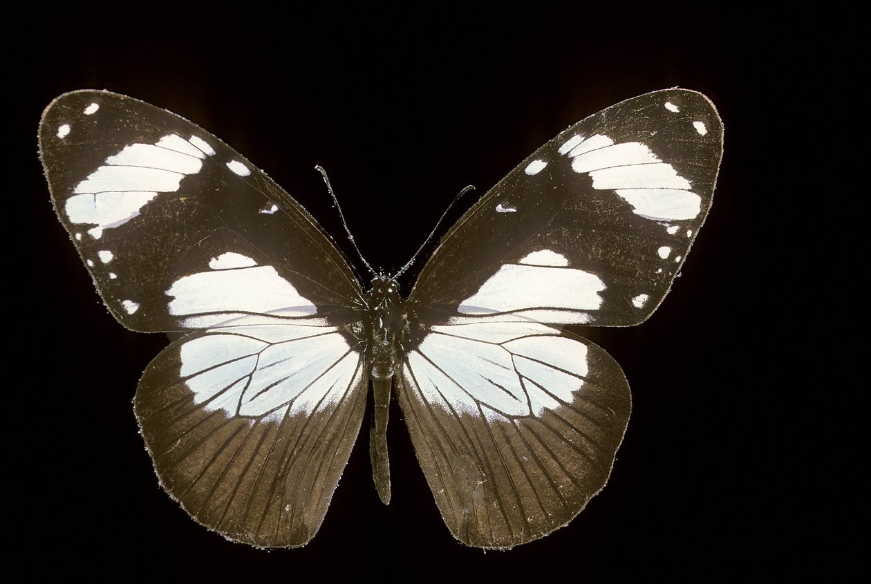 Amauris comorana von Augustus Kollner