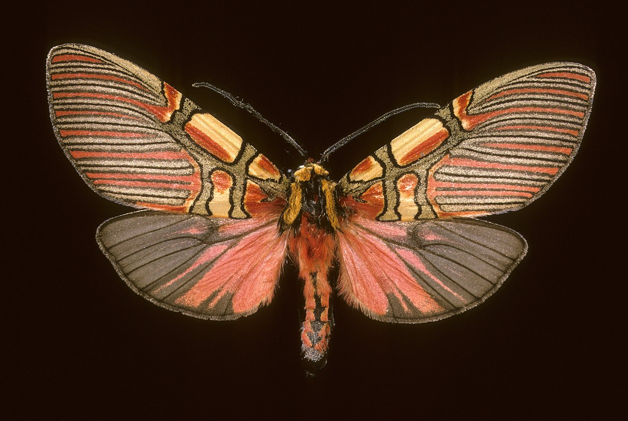 Anaxita constricta von Augustus Kollner
