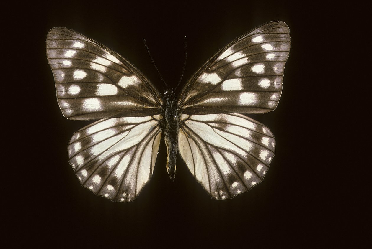 Hestina japonica von Augustus Kollner
