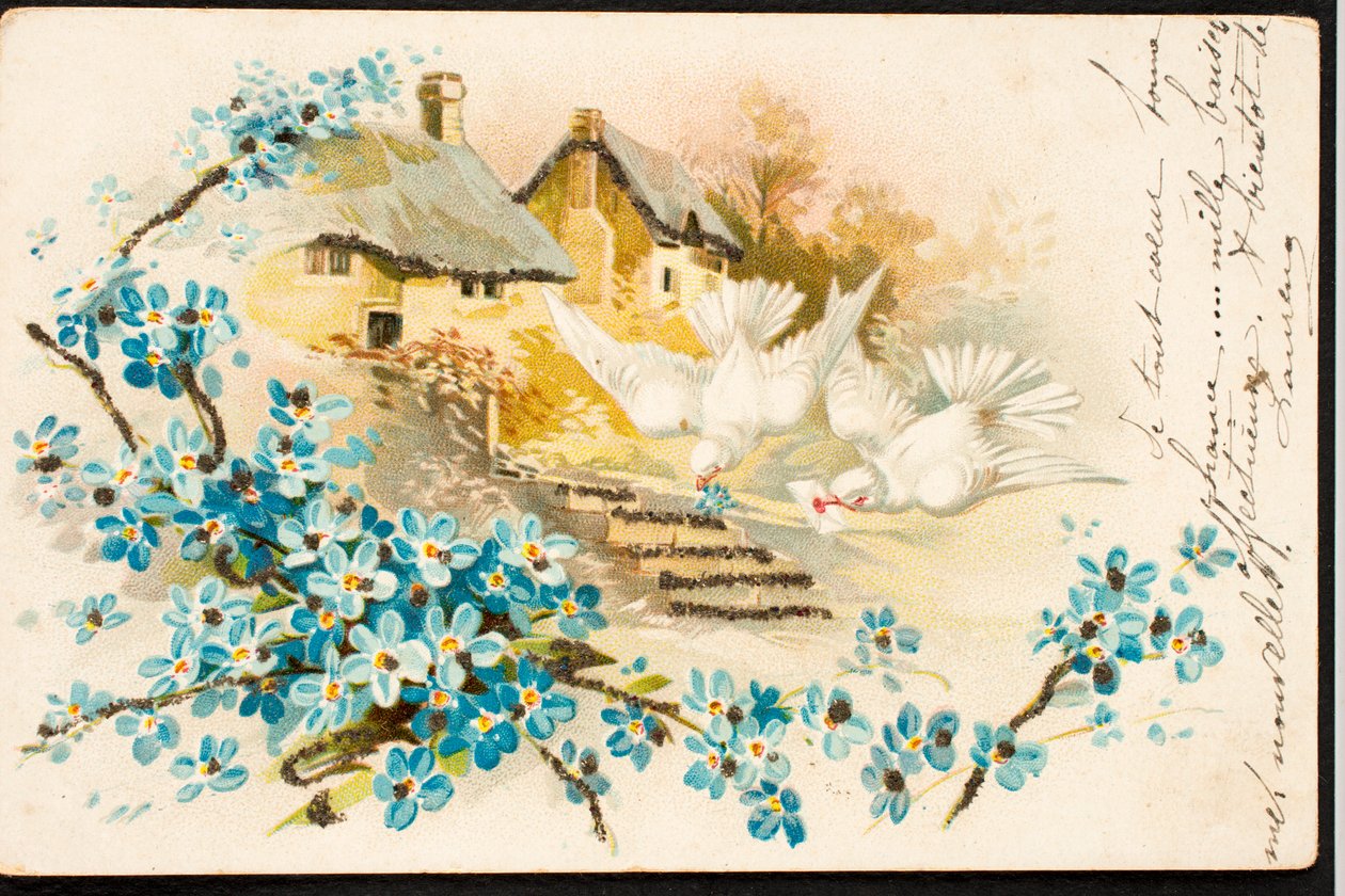 Alte Postkarte/Taube von Augustus Kollner