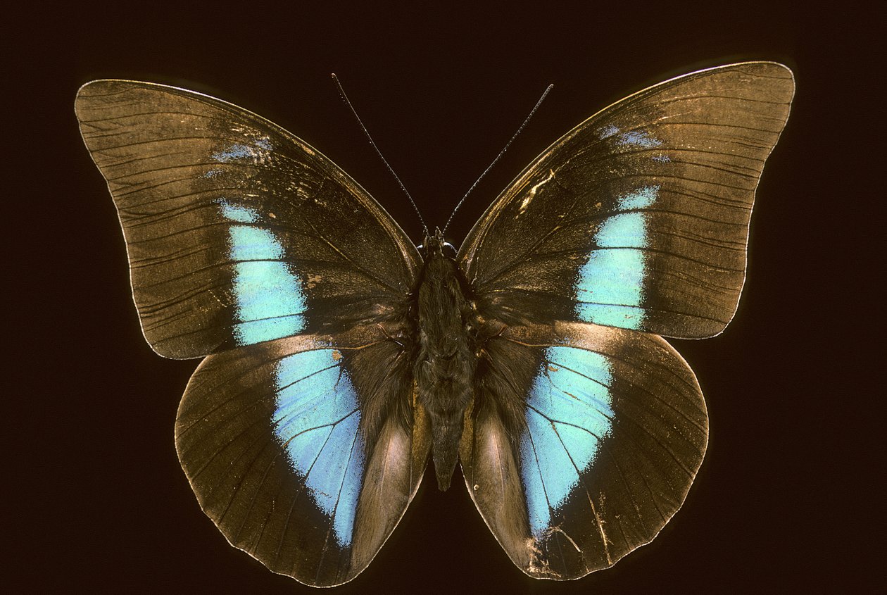 Prepona domophora extincta von Augustus Kollner