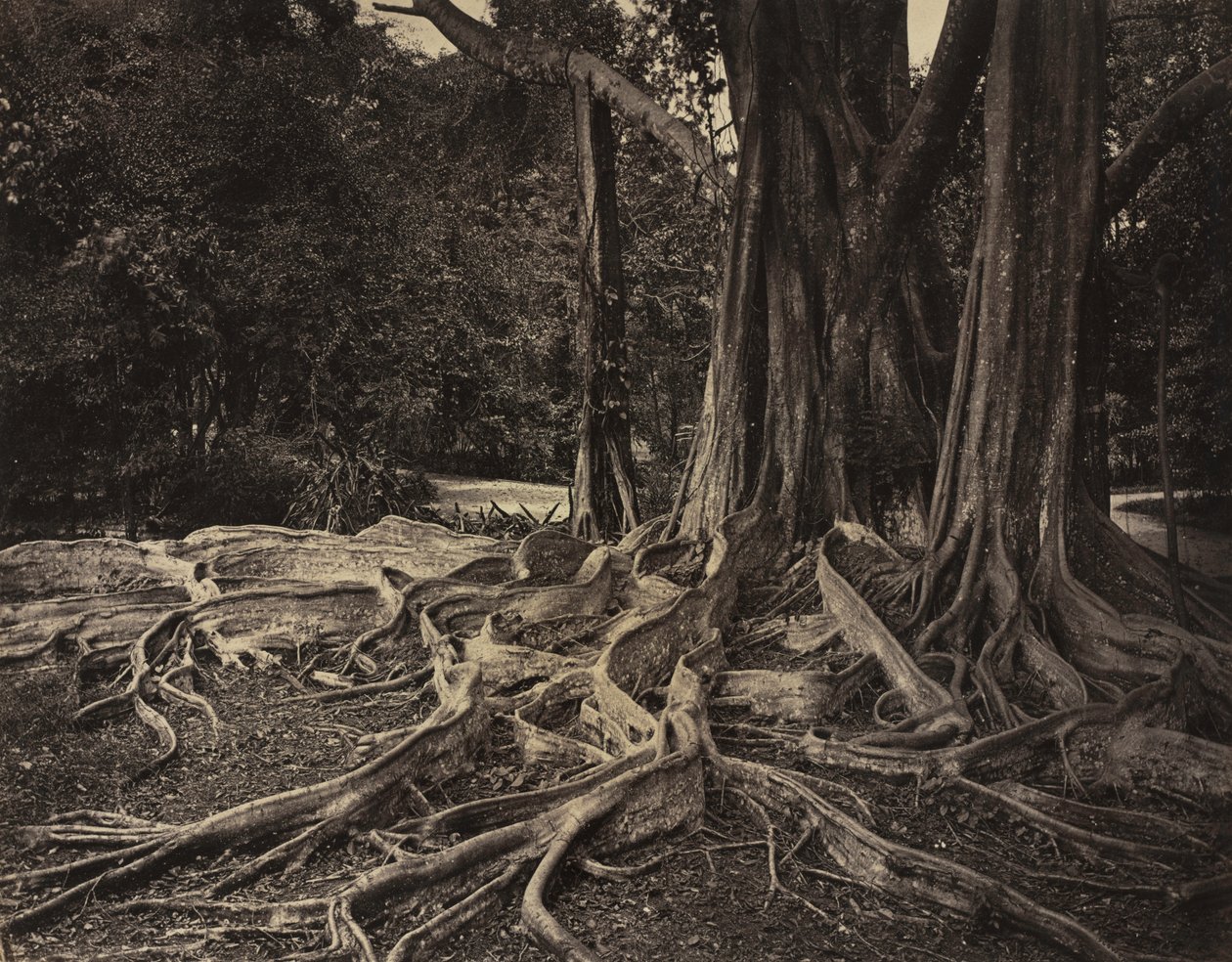Gummibaum, Assam, Indien (Ficus Elastica) von Charles T. Scowen