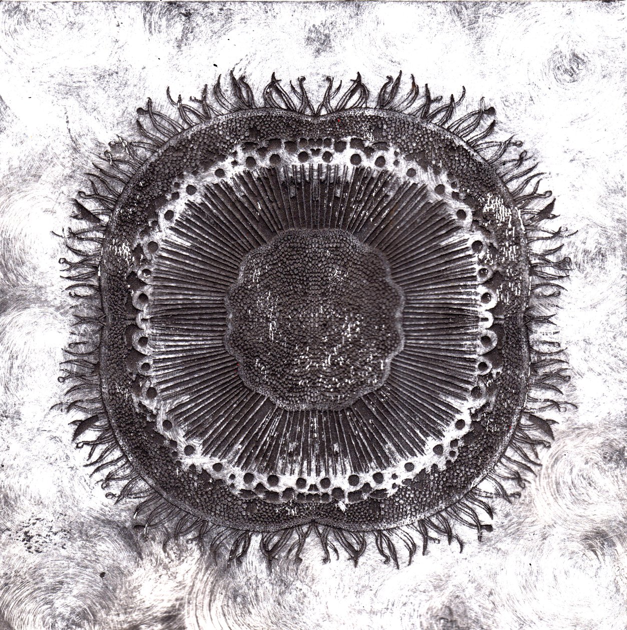 Pflanzenzellen, 2019 von Charlotte Orr