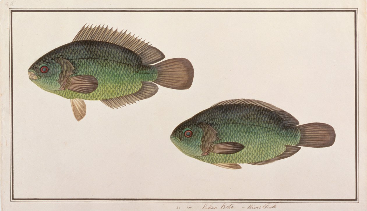 Kletterbarsch, aus Zeichnungen von Fischen von Malakka, ca. 1805-18 von Chinese School