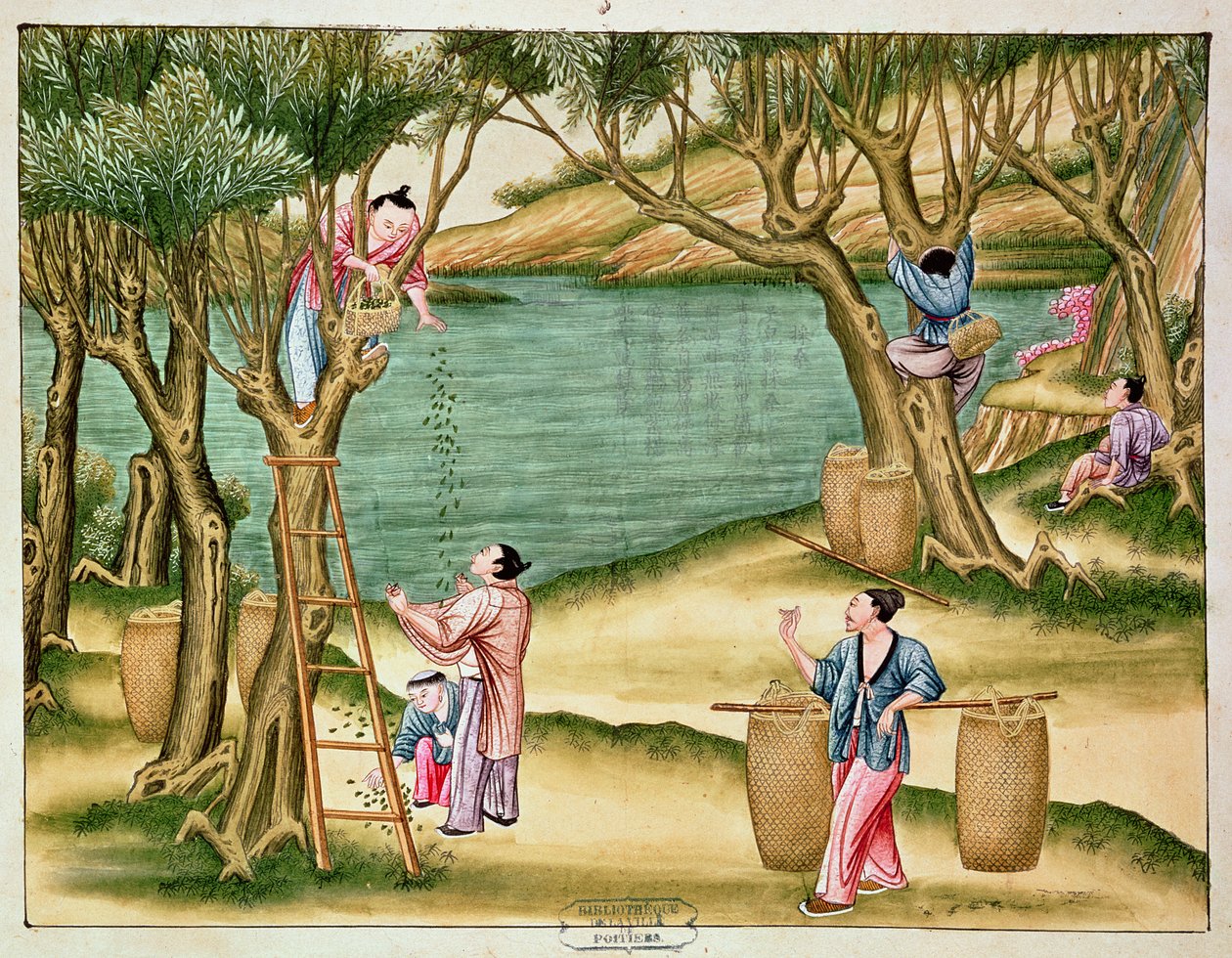 Maulbeeren sammeln, aus einem Buch über die Seidenindustrie von Chinese School