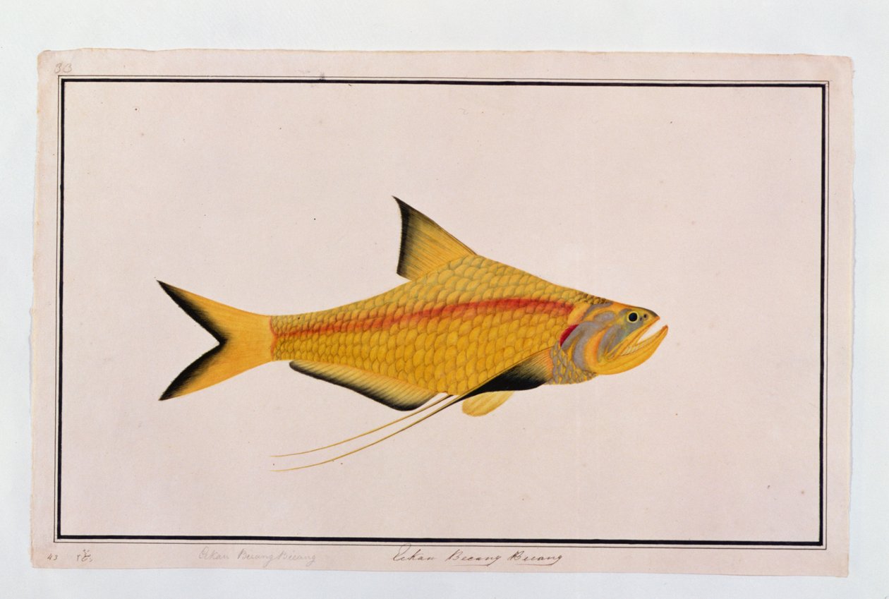 Eekan Bieung Bieung, aus Zeichnungen von Fischen aus Malakka, ca. 1805-18 von Chinese School