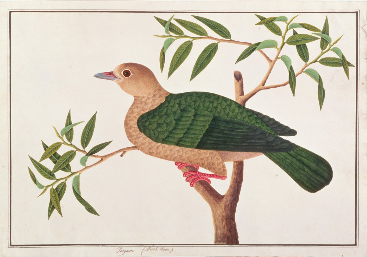 Grüne Kaiser-Taube, aus Zeichnungen von Vögeln aus Malakka, ca. 1805-18 von Chinese School